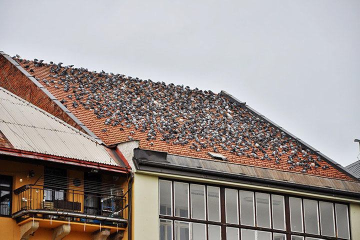 A2B Pest Control are able to install spikes to deter birds from roofs in Streatham Hill. 