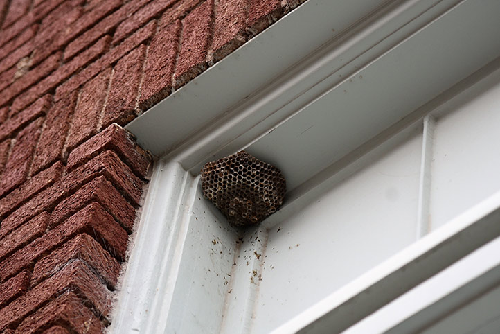 We provide a wasp nest removal service for domestic and commercial properties in Streatham Hill.
